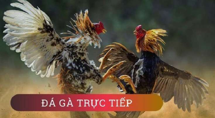Ưu điểm của máy đánh bạc trực tuyến xếp hạng Vn123 năm 2026: Không cần người môi giới - Vn123
