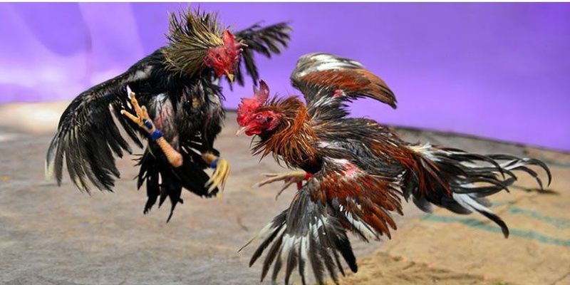 Tham gia trò chơi cá cược Chẵn/Lẻ Okvip và đầu tư số tiền tương ứng - Okvip